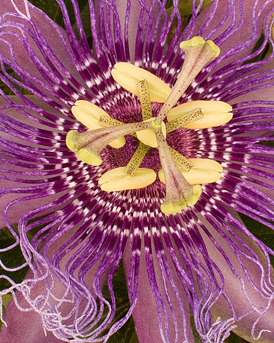 Purple Passion - ID: 15207858 © Mary-Ella Bowles