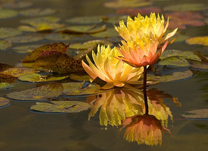 Three Perfect Lilies - ID: 15207863 © Mary-Ella Bowles