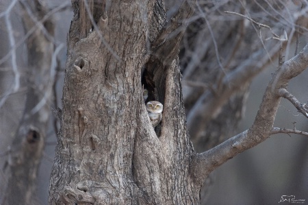 Owlets