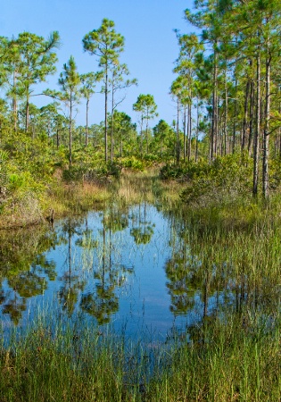Pine Flatwoods Reflections