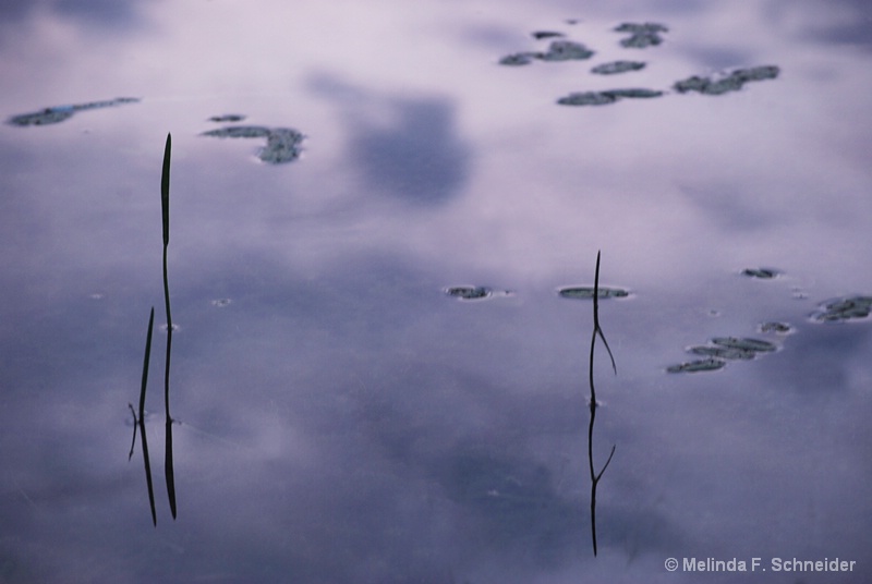 Purple Pond