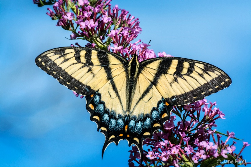 My Beautiful Wings-Eastern Tiger Swallowtail