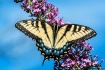 My Beautiful Wing...