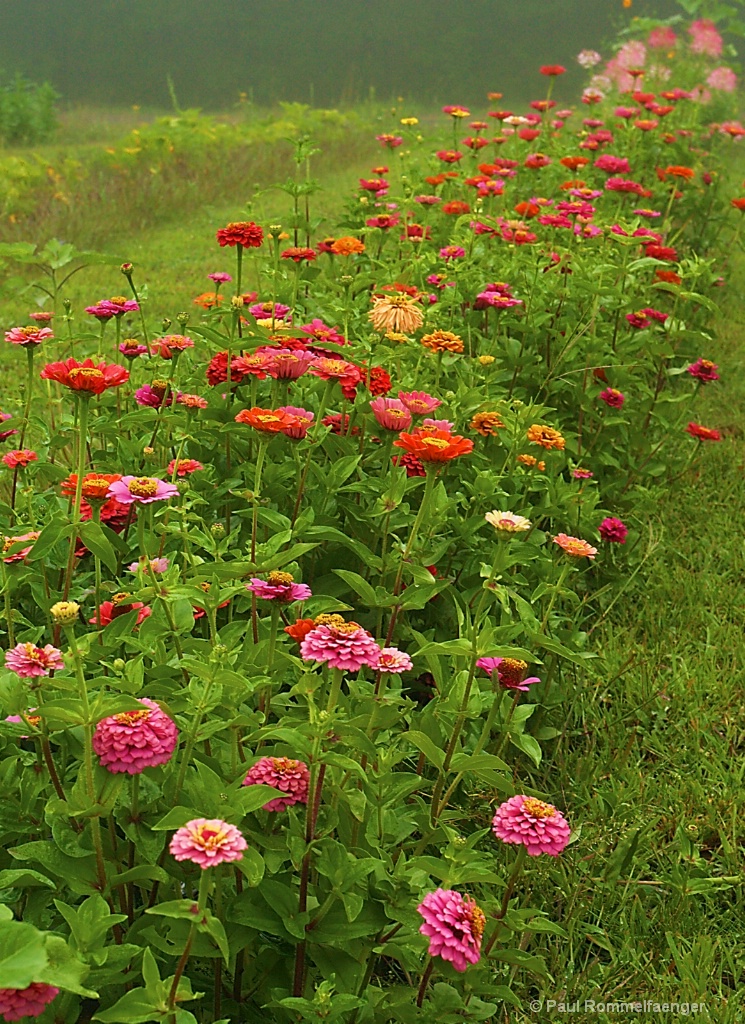 Zinnias on a Cloudy Day