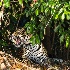 © Sydna Stout PhotoID # 15208128: jaguar