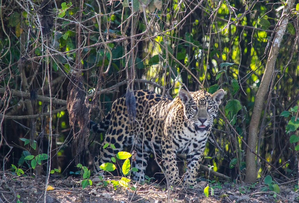 jaguar on river bank