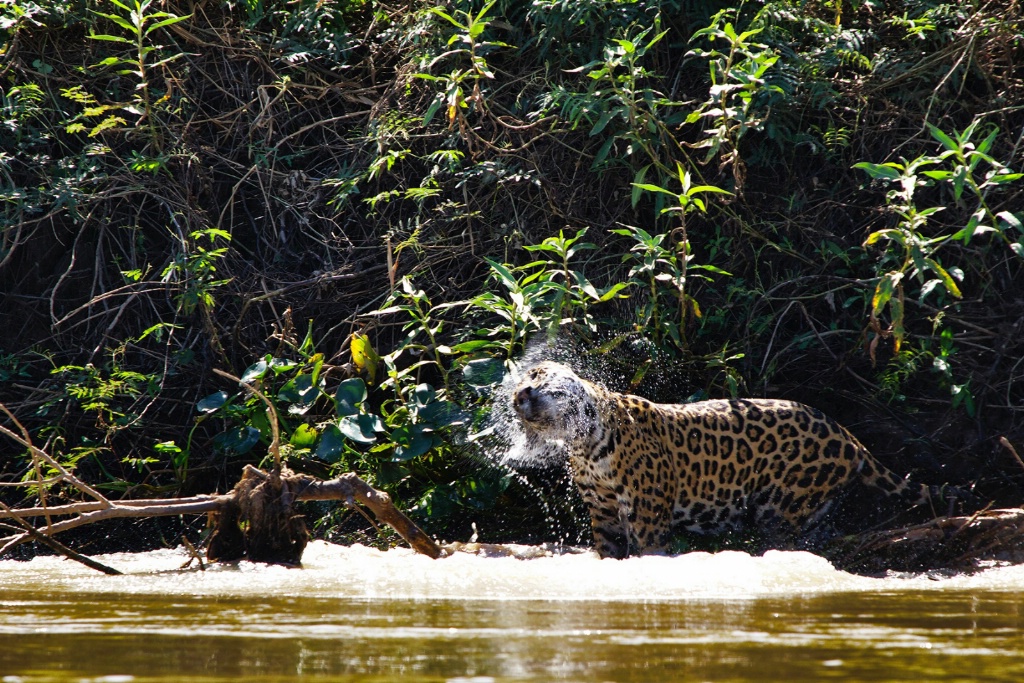 jaguar shaking of water after a plunge in the rive