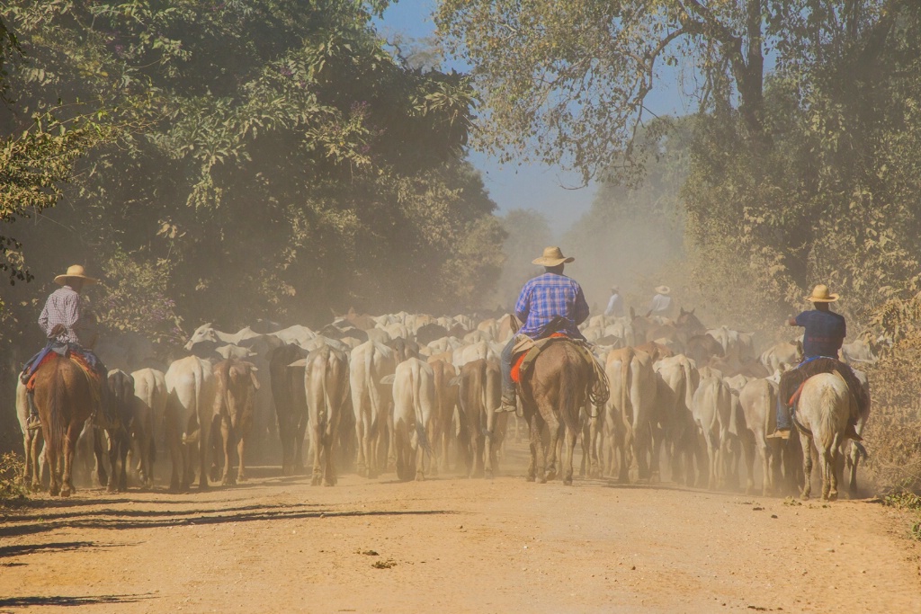brazilian cattle drive