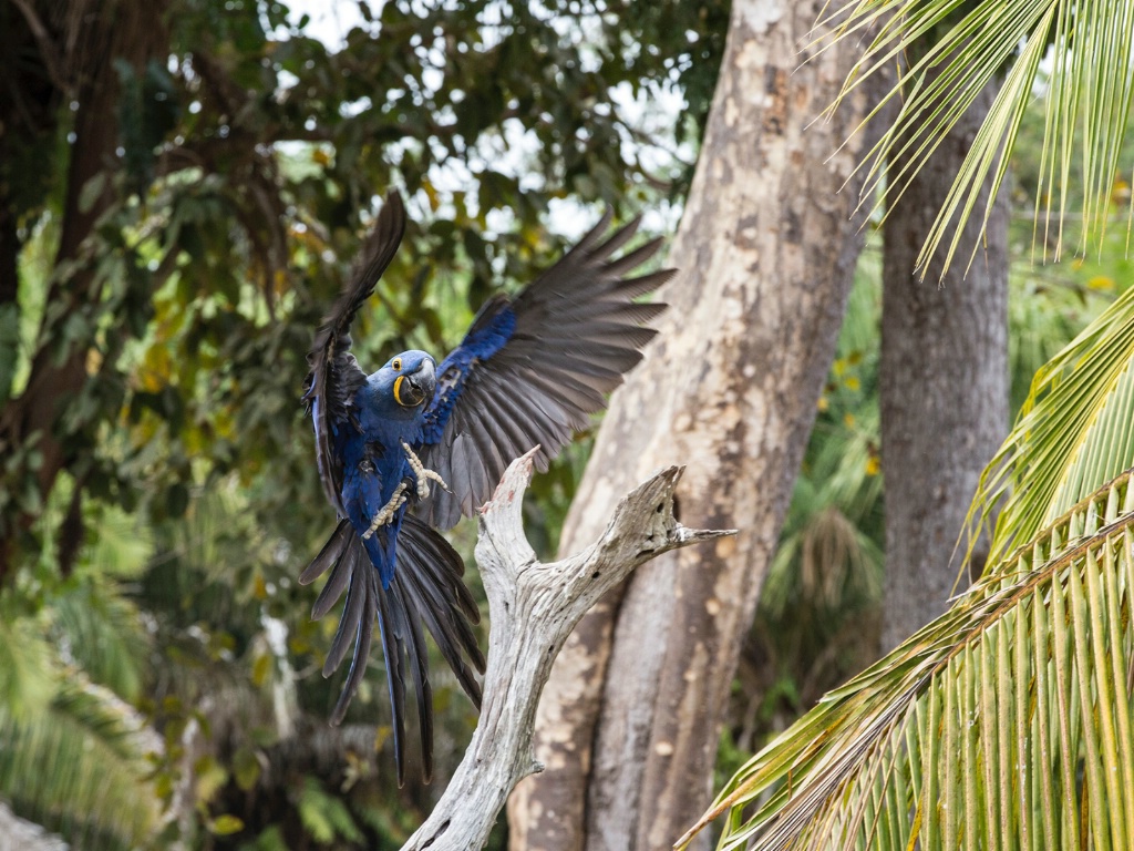 hyacinth Macaw 