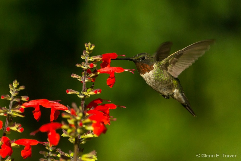 Ruby Throat Male at the Flowers