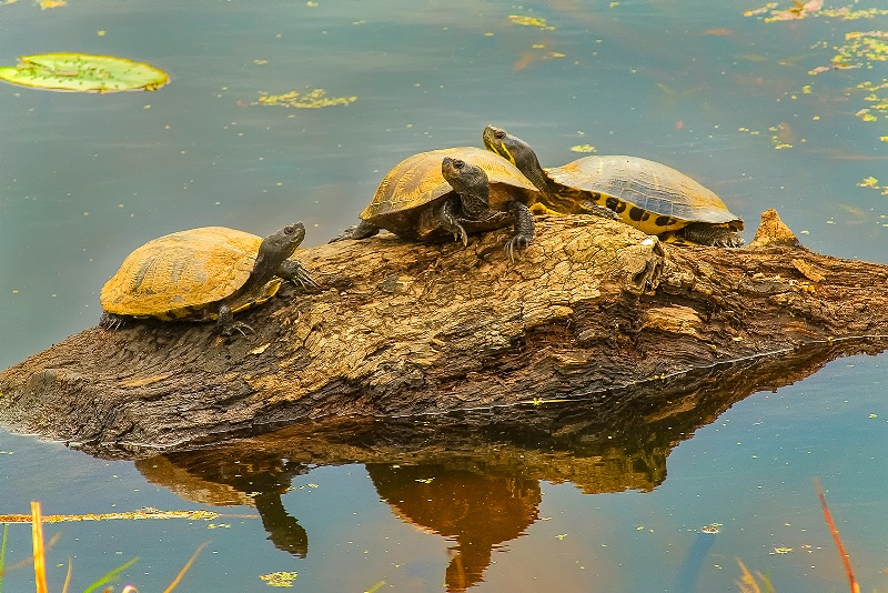 Turtles 1 - ID: 15208291 © Donald R. Curry