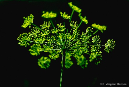 Fennel Sparkles