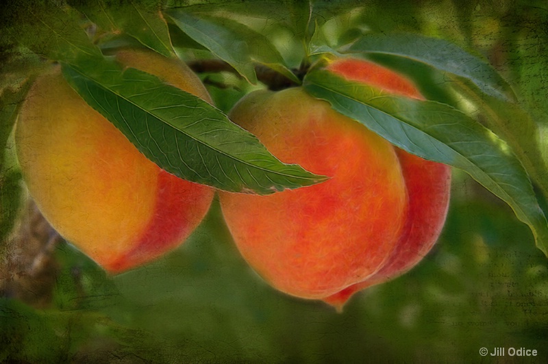 How About Them Peaches!