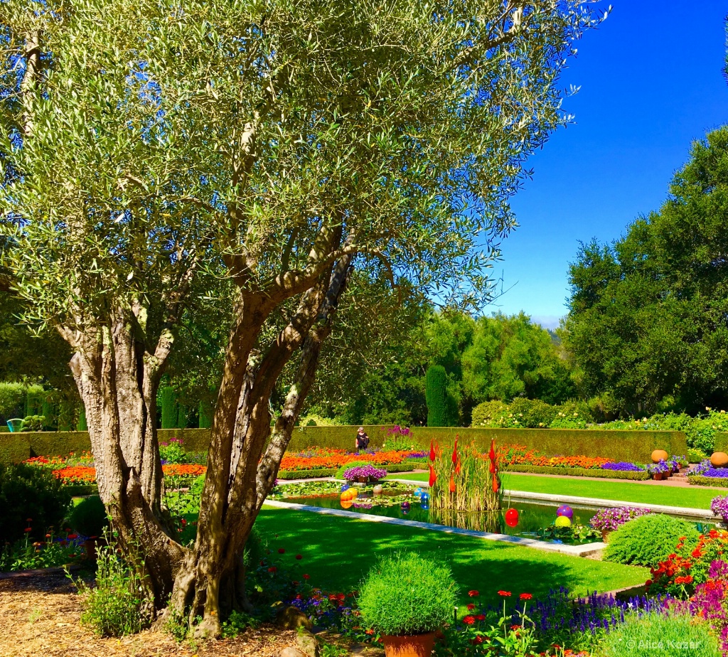Life Begins at Filoli...Ahh! - ID: 15208405 © Alice Kozar