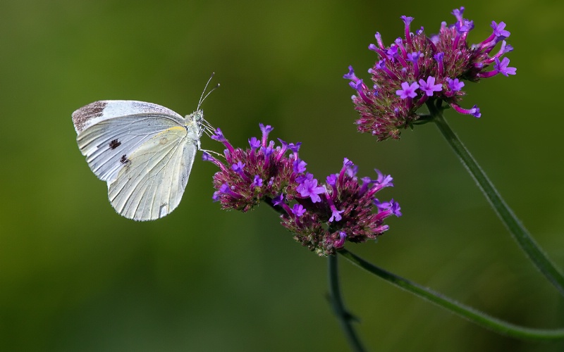 Pieris rapae