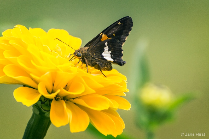 Silver Spotted Skipper