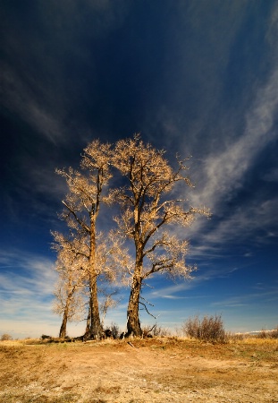 Bare Trees