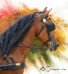 Horse Show