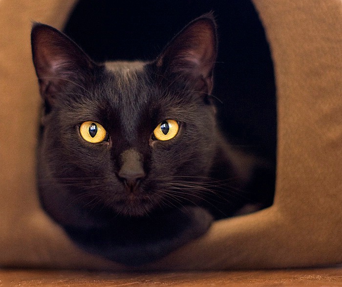 Cool Cat - ID: 15209358 © Mary-Ella Bowles