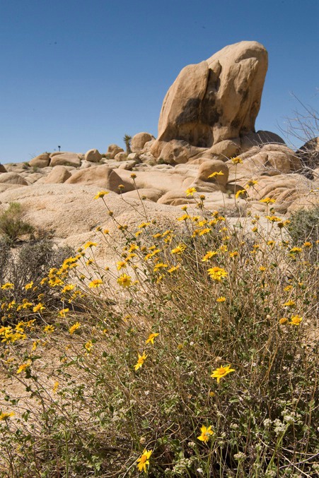 Rock and Flowers - ID: 15209403 © Mary-Ella Bowles