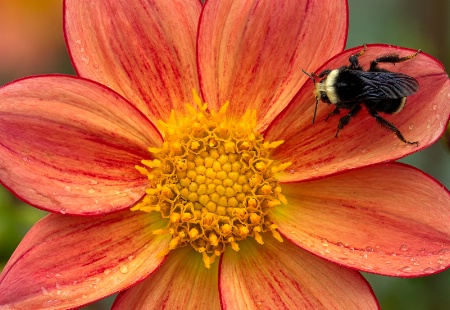 Dahlia and Bee