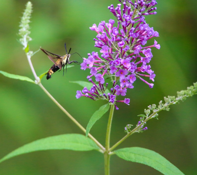 Hummingbird Moth