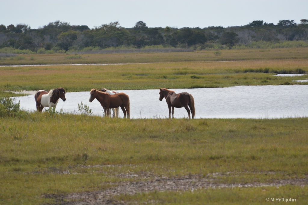 Asseteague wild ponies in the marsh