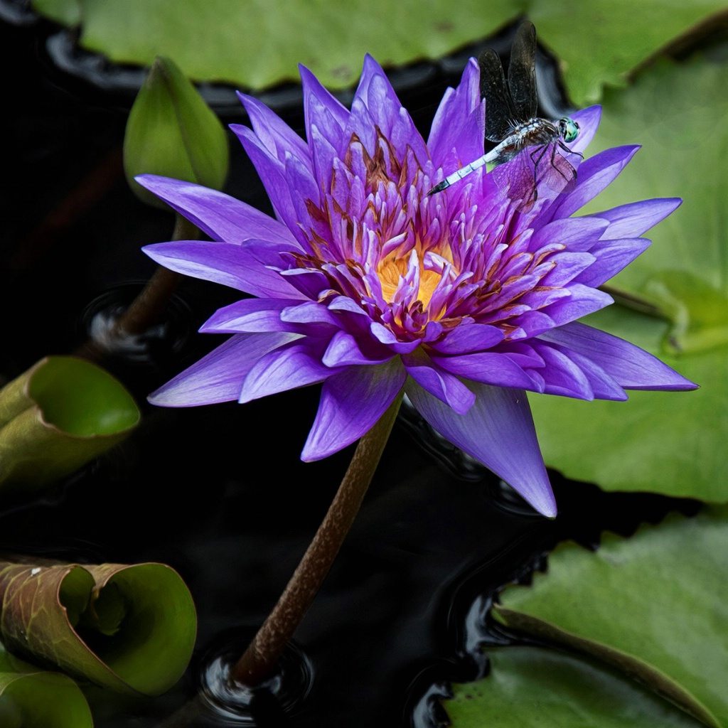 Water Lily and Friend