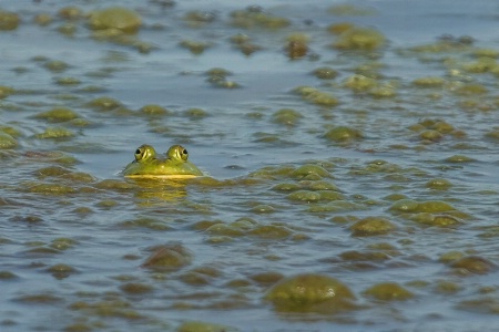 Frog Camoflague