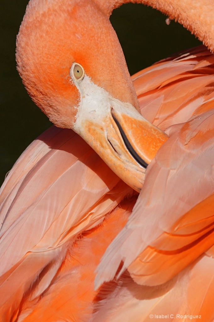 Flamingo Style (C)