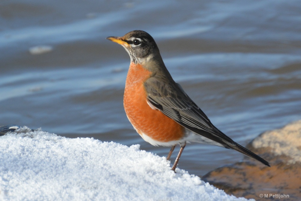 Robin with hard and soft water.
