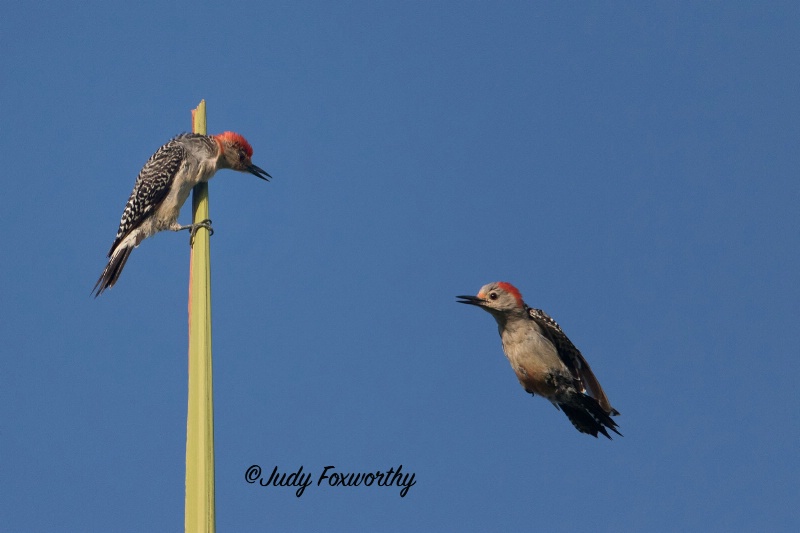Red-bellied Woodpeckers 