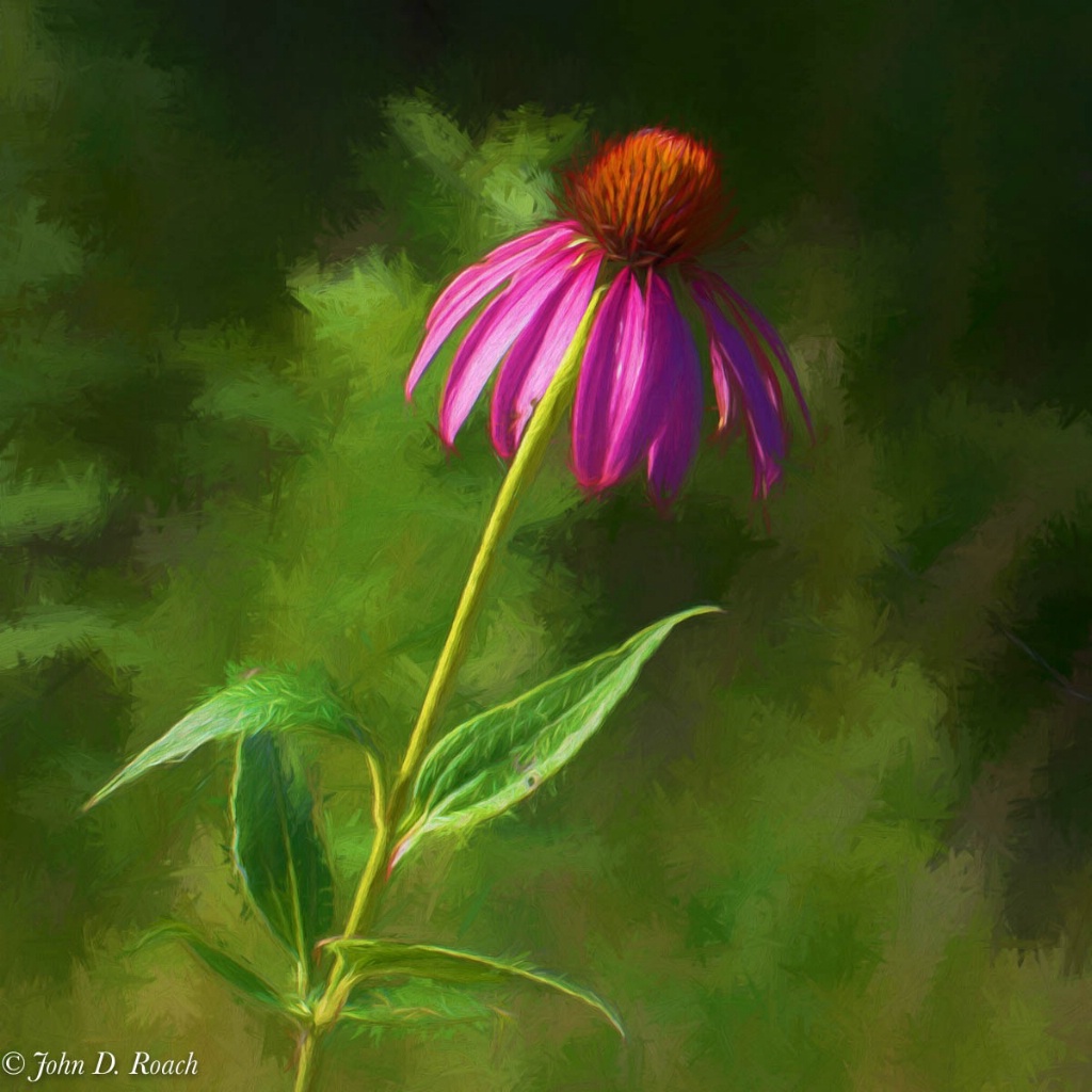 Cone Flower - 3