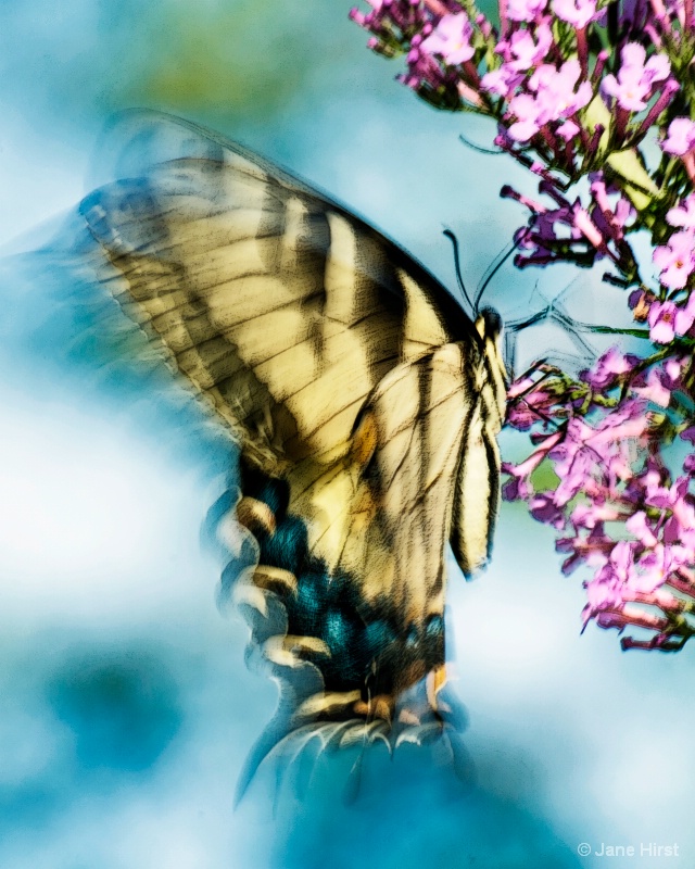 Fluttering Wings