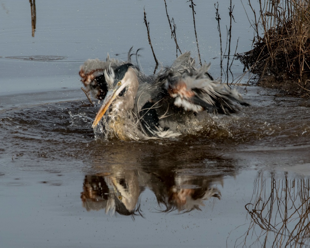 Great Blue Heron Bathing