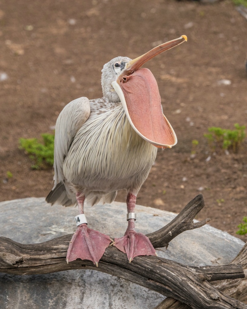 Yawning Pelican