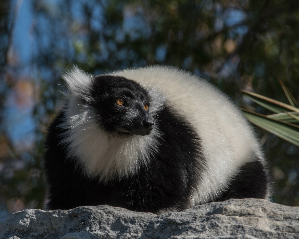 Black and White Lemur