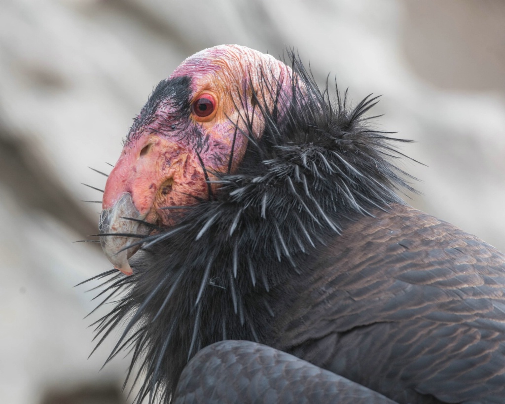 California Condor Head Shot