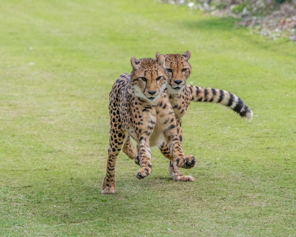 Cheetah Brothers on the Run