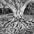 2Dunbarton Oak, Washington DC - ID: 15210320 © Fran  Bastress