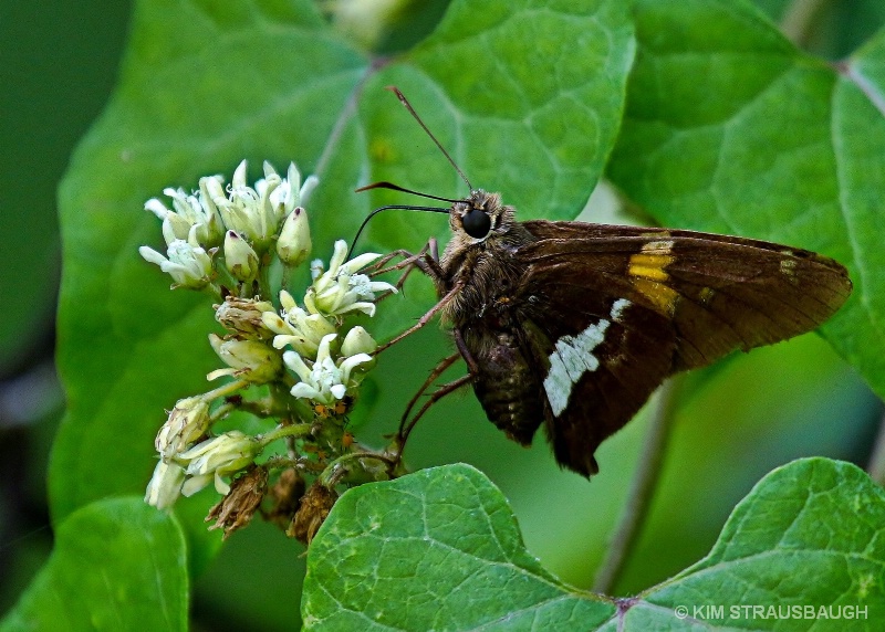 Loving the Milkweed