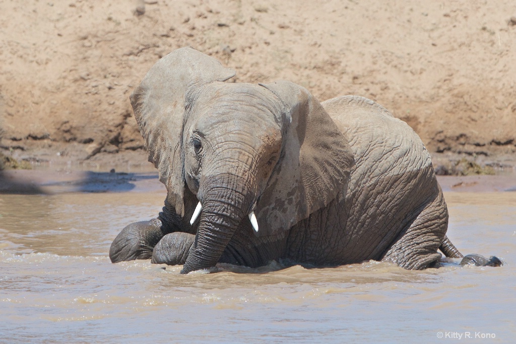 Baby Elephant Bathing