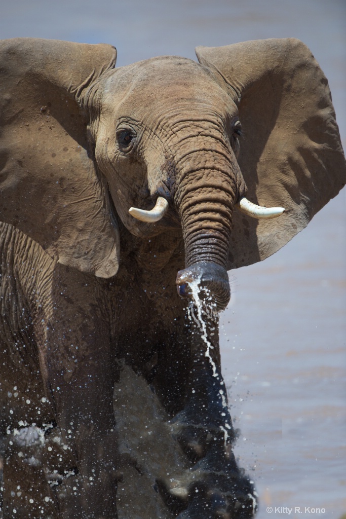Elephant Crossing - ID: 15210344 © Kitty R. Kono