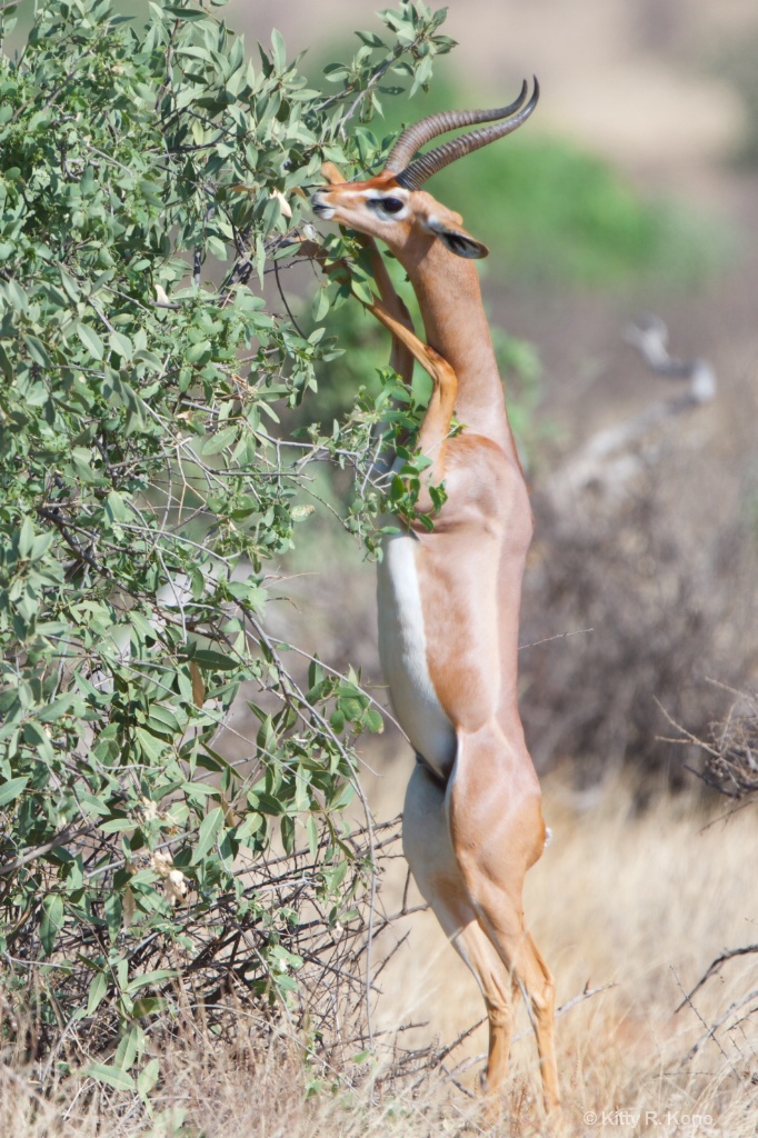 Gerenuk Standing Tall