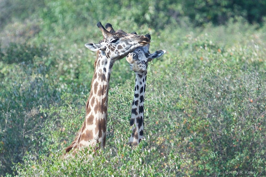 Giraffe Chin Rest - Masai Mara