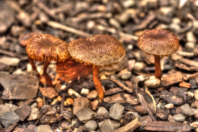 Oh, Little Mushrooms