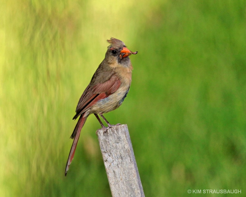 Female Cardinal