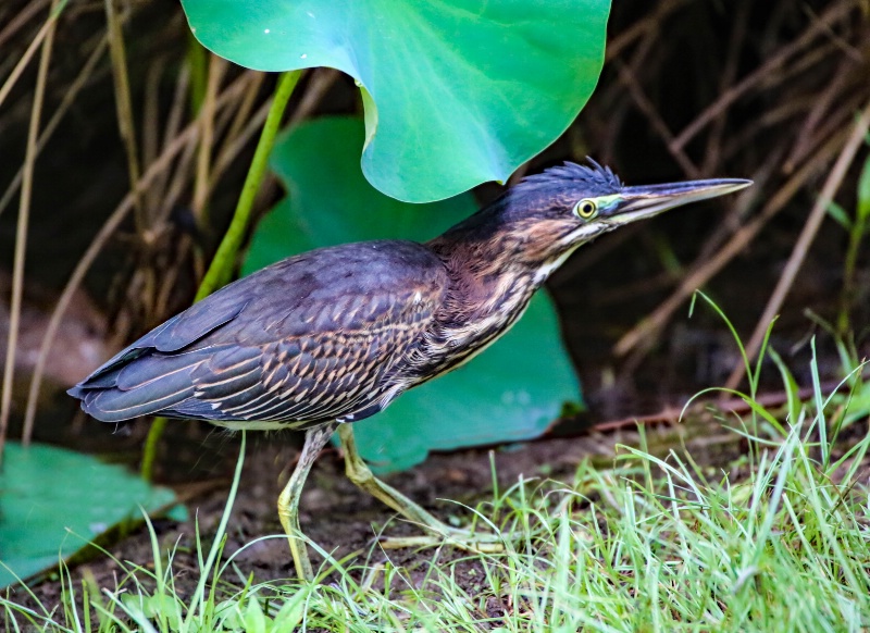 Green Heron