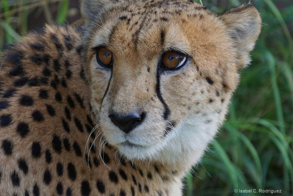 Cheetah Look