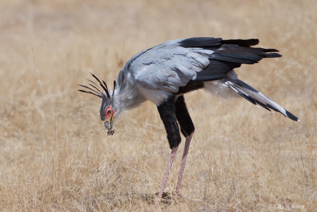 Secretary Bird and the Dung Beetle